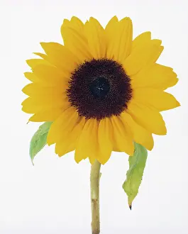 Mirasol: Sunflower