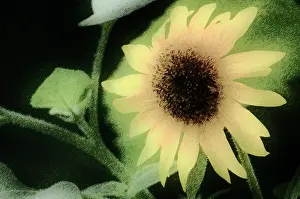Mirasol: Sunflower