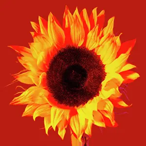 Mirasol: Sunflower