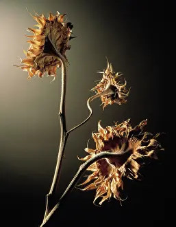 Mirasol: Sunflower