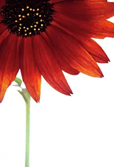 Bashful: Sunflower
