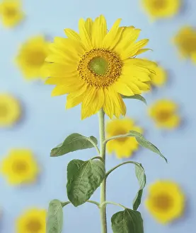 Optimism: Sunflower