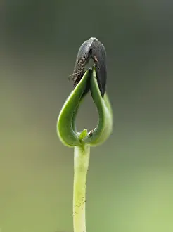 Independence: Sunflower