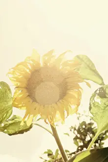 Flare: Sunflower
