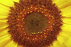 Exquisite: Sunflower