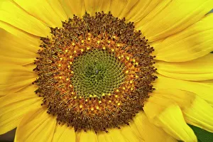 Exquisite: Sunflower