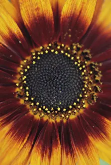 Blown: Sunflower