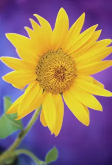 Mirasol: Sunflower