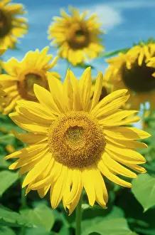 Blown: Sunflower