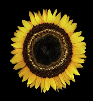 Blown: Sunflower