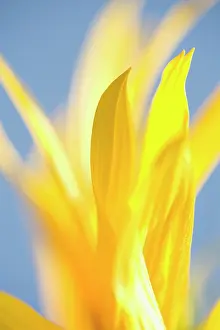 Optimism: Sunflower