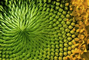 Mirasol: Sunflower
