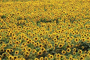 Joyful: Sunflower