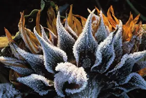Ageing: Sunflower