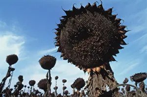 Ageing: Sunflower