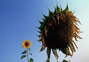 Ageing: Sunflower