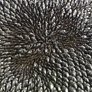 Monotone: Sunflower