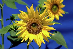 Birdseed: Sunflower