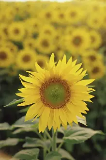 Phototropism: Sunflower