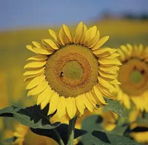 Composite: Sunflower
