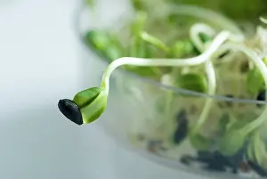 Leadership: Sunflower