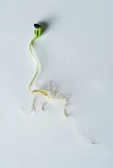 Curved: Sunflower
