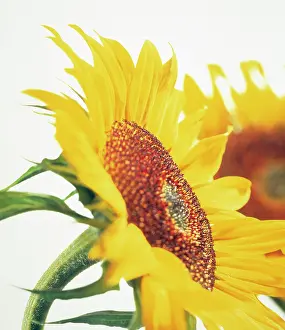 Mirasol: Sunflower