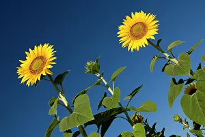 Classic: Sunflower