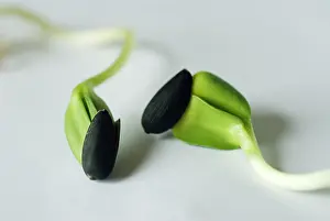 Curved: Sunflower