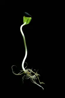 Curved: Sunflower