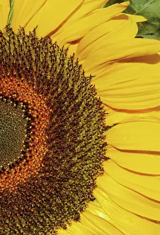 Acid: Sunflower