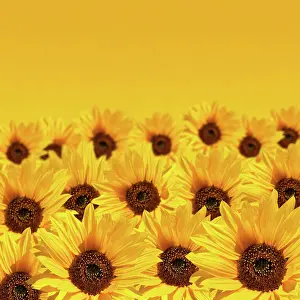 Copyspace: Sunflower background with copyspace