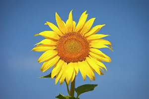 Remy: Sunflower against a bright blue sky near