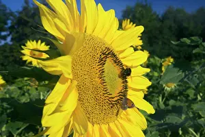 Bumblebees: Sunflower with Buff-tailed Bumblebee (Bombus