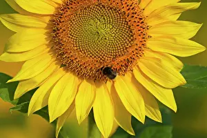 Bumblebees: Sunflower with Buff-tailed Bumblebee (Bombus