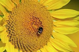 Bumblebees: Sunflower with Buff-tailed Bumblebee (Bombus
