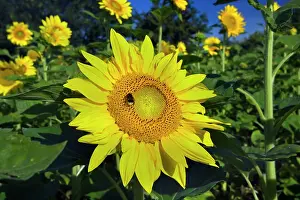 Bumblebees: Sunflower with Buff-tailed Bumblebee (Bombus