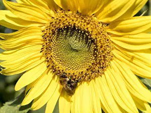 Bumble: Sunflower with bumble bee - UK