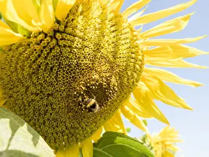 Pollinating: Sunflower with bumble bee - UK