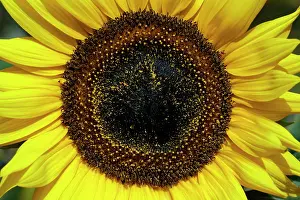 Detailed: Sunflower - a close detailed study