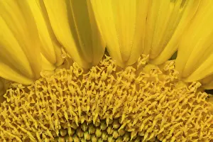 Floret: Sunflower close-up