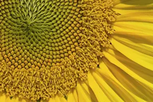 Floret: Sunflower close-up