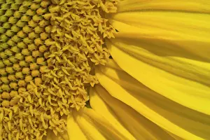 Floret: Sunflower close-up
