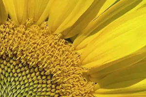 Floret: Sunflower close-up