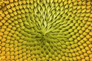 Floret: Sunflower close-up