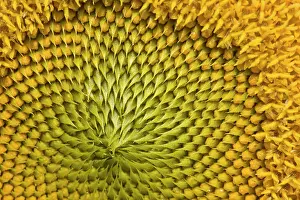 Floret: Sunflower close-up