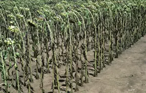 Seedhead: Sunflower crop defoliated by Leaf Spot