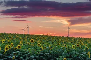 Turbines: Sunflower, crop against a late evening sky with