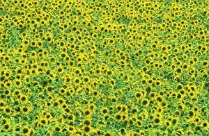 Fertile: Sunflower - Cultivations in the 'Campina Cordobesa'