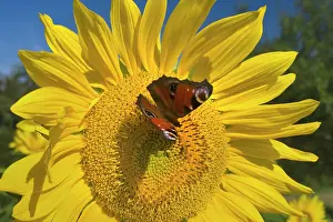 Inachis: Sunflower with European Peacock Butterfly